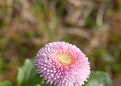 Fotografie květin na jaře