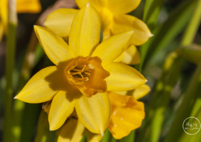 Narcisy - Jaro - květiny - Můj ráj na Zemi