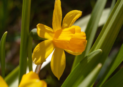 Narcisy - Jaro - květiny - Můj ráj na Zemi